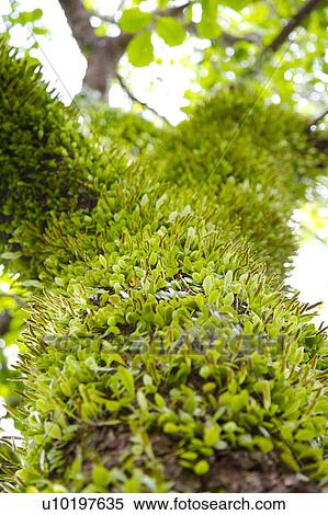 Tree? Forests, Outdoors, Day View Large Photo Image Stock Photography - Tree? Forests, Outdoors, Day. Fotosearch