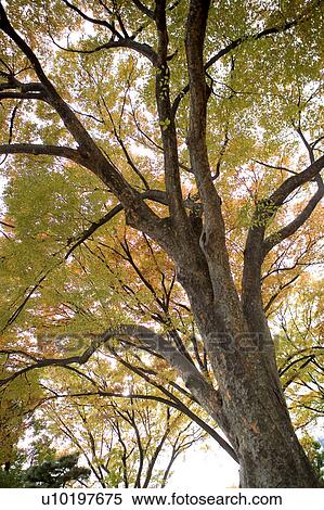Stock Photography - Tree? Forests, Outdoors, Day. Fotosearch