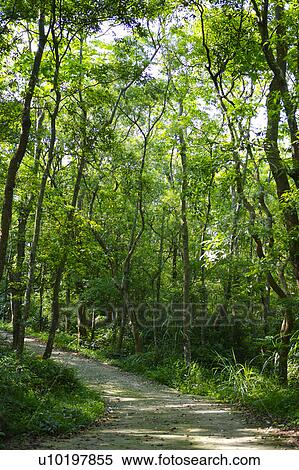 Tree? Forests, Outdoors, Day View Large Photo Image Stock Photography - Tree? Forests, Outdoors, Day. Fotosearch