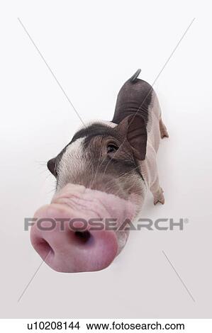 Picture - Cutie Pig's, White Background. Fotosearch