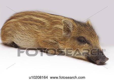 Picture - Cutie Pig's, White Background. Fotosearch