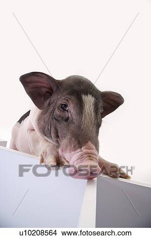 Picture - Cutie Pig's, White Background. Fotosearch