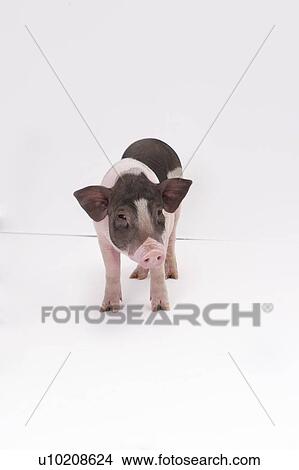 Picture - Cutie Pig's, White Background. Fotosearch