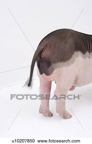 Stock Image - Cutie Pig's, White Background. Fotosearch