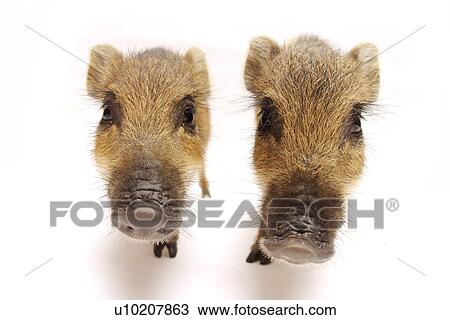 Cutie Pig's, White Background View Large Photo Image Stock Image - Cutie Pig's, White Background. Fotosearch