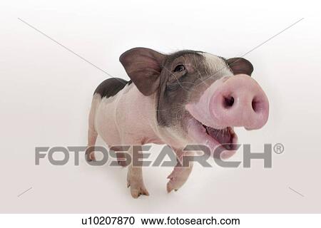 Cutie Pig's, White Background View Large Photo Image Stock Image - Cutie Pig's, White Background. Fotosearch