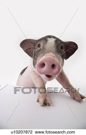Cutie Pig's, White Background View Large Photo Image Stock Image - Cutie Pig's, White Background. Fotosearch