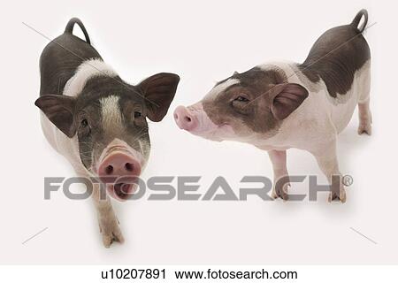 Cutie Pig's, White Background View Large Photo Image Stock Image - Cutie Pig's, White Background. Fotosearch