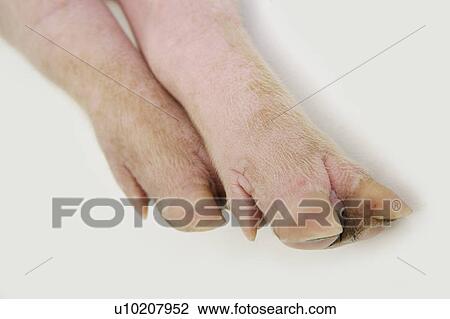 Cutie Pig's, White Background View Large Photo Image Stock Image - Cutie Pig's, White Background. Fotosearch