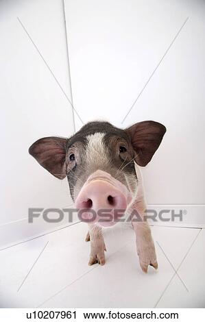 Cutie Pig's, White Background View Large Photo Image Stock Image - Cutie Pig's, White Background. Fotosearch