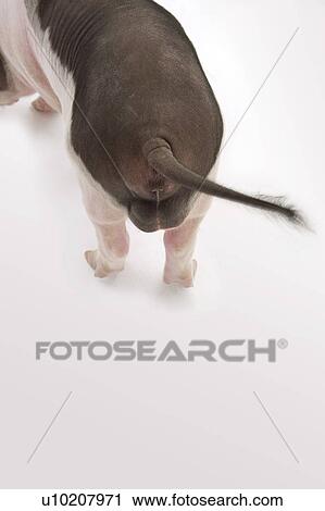 Stock Image - Cutie Pig's, White Background. Fotosearch