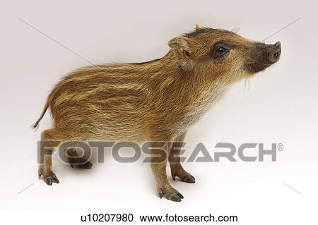 Cutie Pig's, White Background View Large Photo Image Stock Image - Cutie Pig's, White Background. Fotosearch