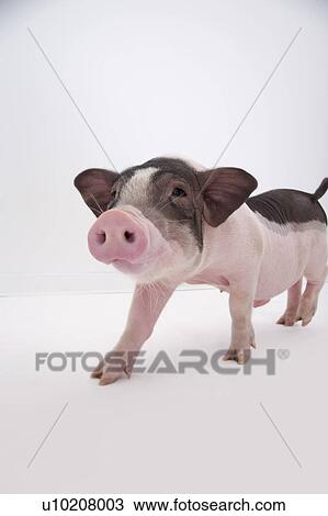 Stock Image - Cutie Pig's, White Background. Fotosearch