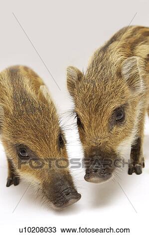 Stock Image - Cutie Pig's, White Background. Fotosearch