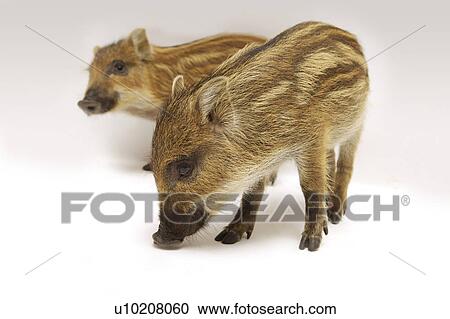 Cutie Pig's, White Background View Large Photo Image Stock Image - Cutie Pig's, White Background. Fotosearch
