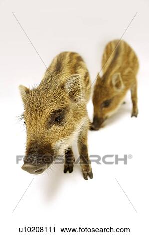 Stock Image - Cutie Pig's, White Background. Fotosearch