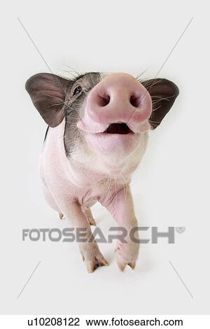 Cutie Pig's, White Background View Large Photo Image Stock Image - Cutie Pig's, White Background. Fotosearch