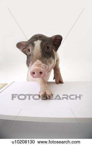 Stock Image - Cutie Pig's, White Background. Fotosearch