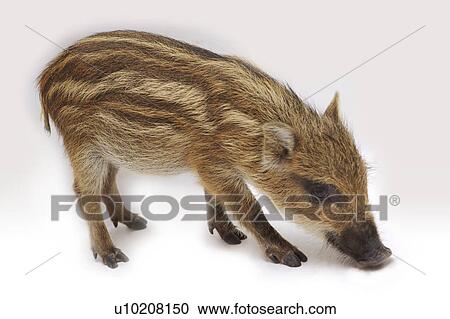 Cutie Pig's, White Background View Large Photo Image Stock Image - Cutie Pig's, White Background. Fotosearch