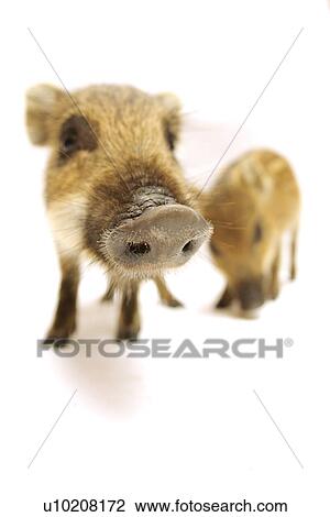 Stock Image - Cutie Pig's, White Background. Fotosearch