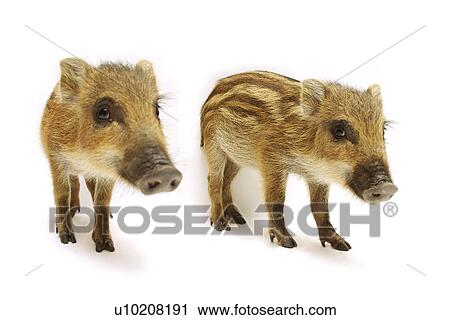 Stock Image - Cutie Pig's, White Background. Fotosearch