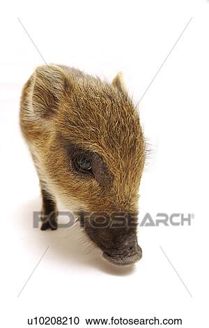 Cutie Pig's, White Background View Large Photo Image Stock Image - Cutie Pig's, White Background. Fotosearch