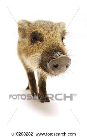 Stock Image - Cutie Pig's, White Background. Fotosearch