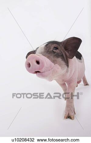 Stock Image - Cutie Pig's, White Background. Fotosearch