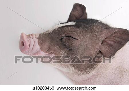 Cutie Pig's, White Background View Large Photo Image Stock Image - Cutie Pig's, White Background. Fotosearch