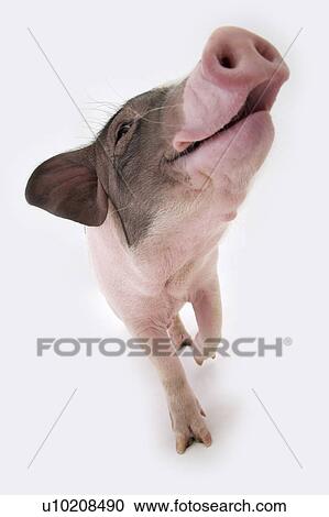 Cutie Pig's, White Background View Large Photo Image Stock Image - Cutie Pig's, White Background. Fotosearch