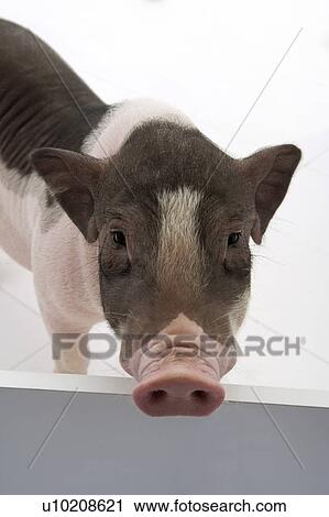 Stock Image - Cutie Pig's, White Background. Fotosearch
