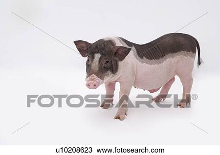 Stock Image - Cutie Pig's, White Background. Fotosearch