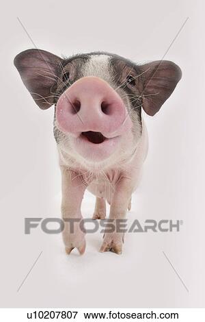 Cutie Pig's, White Background View Large Photo Image Stock Photo - Cutie Pig's, White Background. Fotosearch