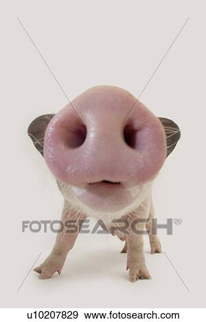 Cutie Pig's, White Background View Large Photo Image Stock Photo - Cutie Pig's, White Background. Fotosearch