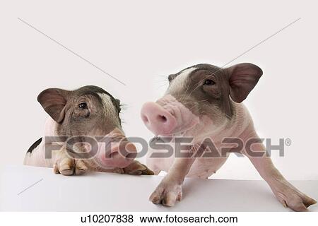 Stock Photo - Cutie Pig's, White Background. Fotosearch