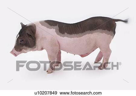 Stock Photo - Cutie Pig's, White Background. Fotosearch