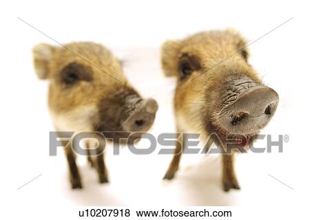 Stock Photo - Cutie Pig's, White Background. Fotosearch