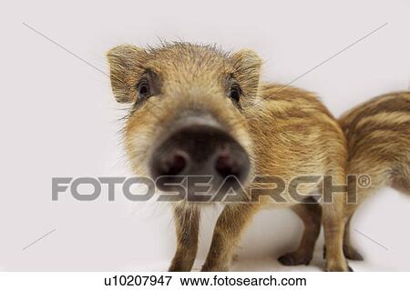 Stock Photo - Cutie Pig's, White Background. Fotosearch