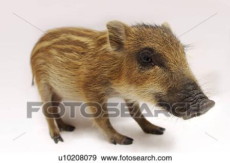 Stock Photo - Cutie Pig's, White Background. Fotosearch