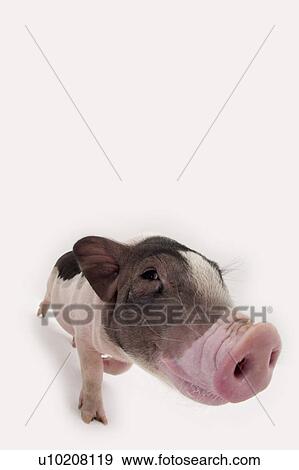 Stock Photo - Cutie Pig's, White Background. Fotosearch