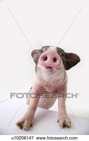Stock Photo - Cutie Pig's, White Background. Fotosearch