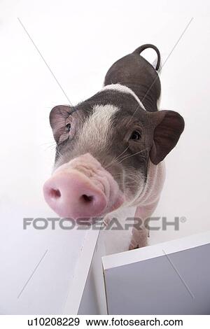 Stock Photo - Cutie Pig's, White Background. Fotosearch