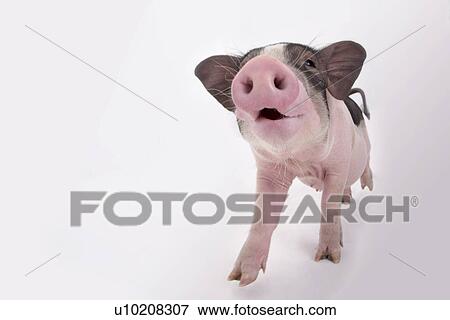 Stock Photo - Cutie Pig's, White Background. Fotosearch