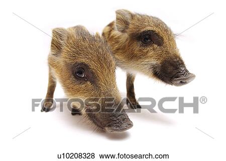 Cutie Pig's, White Background View Large Photo Image Stock Photo - Cutie Pig's, White Background. Fotosearch