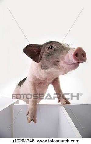 Stock Photo - Cutie Pig's, White Background. Fotosearch