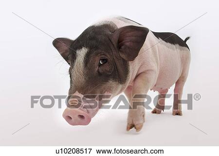 Stock Photo - Cutie Pig's, White Background. Fotosearch