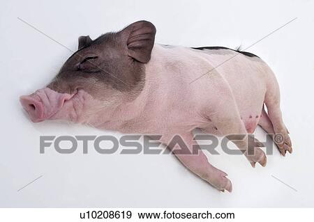 Stock Photo - Cutie Pig's, White Background. Fotosearch