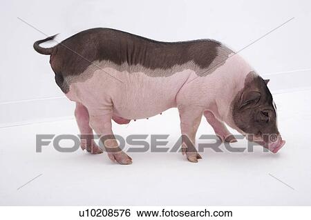 Stock Photograph - Cutie Pig's, White Background. Fotosearch