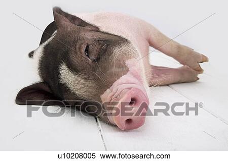 Stock Photography - Cutie Pig's, White Background. Fotosearch