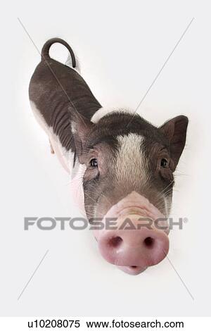 Cutie Pig's, White Background View Large Photo Image Stock Photography - Cutie Pig's, White Background. Fotosearch